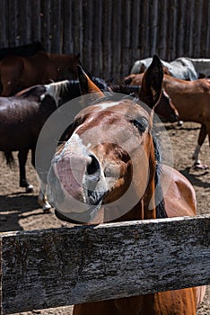 Funny portrait of a chestnut horse looking over a wood fence