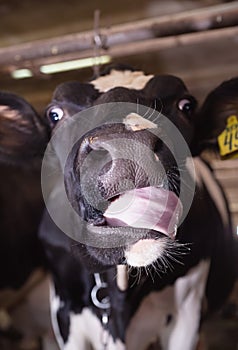Funny portrait of  cow posing  at farm. dairy industry