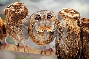 Funny portrait of curious baby owl