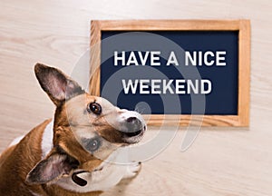 Funny portrait of cute dog with board inscription have a nice weekend word lying on floor