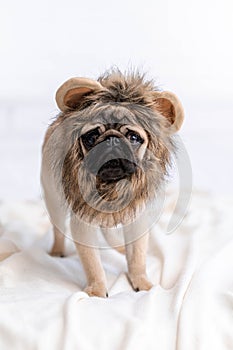 Funny portrait cute funny pug dog in lion carnival costume looking at camera, Christmas domestic pets.