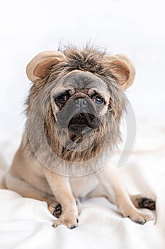 Funny portrait cute funny pug dog in lion carnival costume looking at camera, Christmas domestic pets.