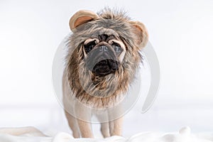 Funny portrait cute funny pug dog in lion carnival costume looking at camera, Christmas domestic pets.
