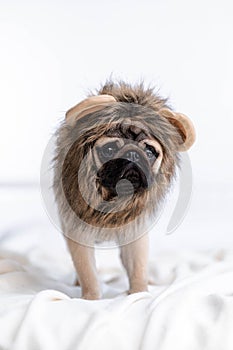 Funny portrait cute funny pug dog in lion carnival costume looking at camera, Christmas domestic pets.