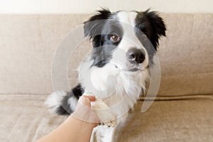 Funny portrait of cute puppy dog border collie on couch giving paw. Dog paw and human hand doing handshake. Owner