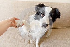 Funny portrait of cute puppy dog border collie on couch giving paw. Dog paw and human hand doing handshake. Owner training trick