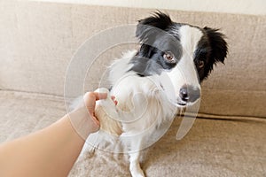 Funny portrait of cute puppy dog border collie on couch giving paw. Dog paw and human hand doing handshake. Owner training trick