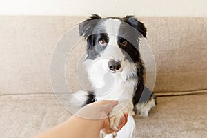 Funny portrait of cute puppy dog border collie on couch giving paw. Dog paw and human hand doing handshake. Owner training trick