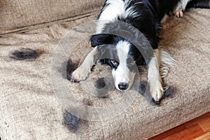 Funny portrait of cute puppy dog border collie with fur in moulting lying down on couch. Furry little dog and wool in