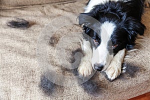 Funny portrait of cute puppy dog border collie with fur in moulting lying down on couch. Furry little dog and wool in annual