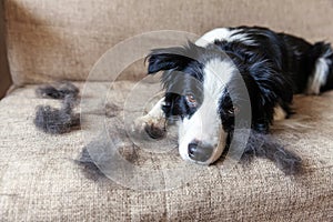 Funny portrait of cute puppy dog border collie with fur in moulting lying down on couch. Furry little dog and wool in annual