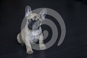 Funny portrait of cute puppy dog French bulldog on floor indoors. New lovely member of family little dog at home