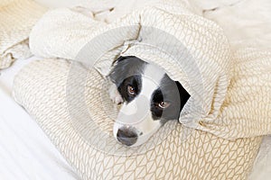 Funny portrait of cute smiling puppy dog border collie lay on pillow blanket in bed. New lovely member of family little dog at