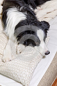 Funny portrait of cute smiling puppy dog border collie lay on pillow blanket in bed. New lovely member of family little dog at