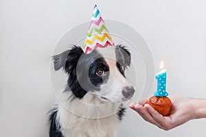 Funny portrait of cute smiling puppy dog border collie wearing birthday silly hat looking at cupcake holiday cake with number one