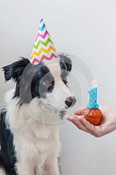 Funny portrait of cute smiling puppy dog border collie wearing birthday silly hat looking at cupcake holiday cake with number one