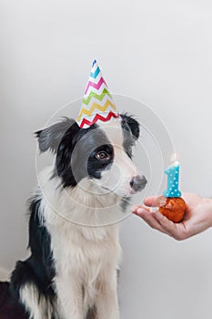 Funny portrait of cute smiling puppy dog border collie wearing birthday silly hat looking at cupcake holiday cake with number one