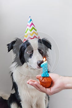 Funny portrait of cute smiling puppy dog border collie wearing birthday silly hat looking at cupcake holiday cake with number one