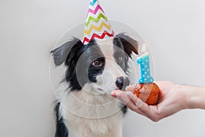 Funny portrait of cute smiling puppy dog border collie wearing birthday silly hat looking at cupcake holiday cake with number one