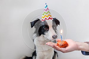 Funny portrait of cute smiling puppy dog border collie wearing birthday silly hat looking at cupcake holiday cake with one candle