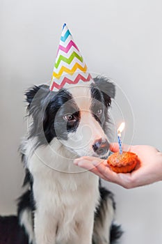 Funny portrait of cute smiling puppy dog border collie wearing birthday silly hat looking at cupcake holiday cake with one candle