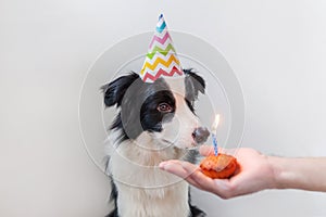 Funny portrait of cute smiling puppy dog border collie wearing birthday silly hat looking at cupcake holiday cake with one candle