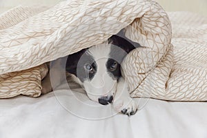 Funny portrait of cute smilling puppy dog border collie in bed at home