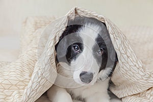 Funny portrait of cute smilling puppy dog border collie in bed at home