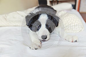 Funny portrait of cute smilling puppy dog border collie in bed at home