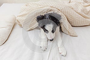 Funny portrait of cute smilling puppy dog border collie in bed at home