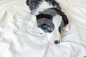 Funny portrait of cute smilling puppy dog border collie in bed at home