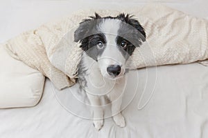 Funny portrait of cute smilling puppy dog border collie in bed at home