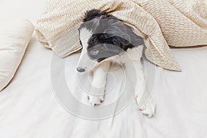 Funny portrait of cute smilling puppy dog border collie in bed at home