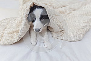 Funny portrait of cute smilling puppy dog border collie in bed at home