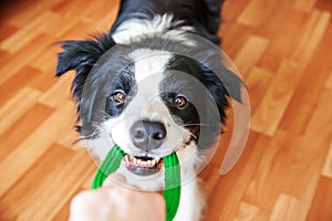 Funny portrait of cute smilling puppy dog border collie holding colourful green toy in mouth. New lovely member of