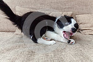 Funny portrait of cute smilling puppy dog border collie at home