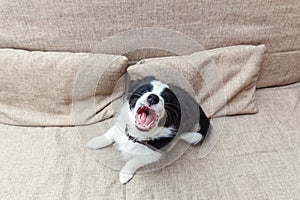 Funny portrait of cute smilling puppy dog border collie at home