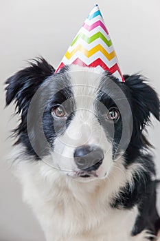 Funny portrait of cute smilling puppy dog border collie wearing birthday silly hat looking at camera isolated on white background