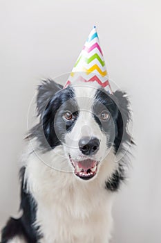 Funny portrait of cute smilling puppy dog border collie wearing birthday silly hat looking at camera  on white background