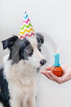 Funny portrait of cute smilling puppy dog border collie wearing birthday silly hat looking at cupcake holiday cake with number one