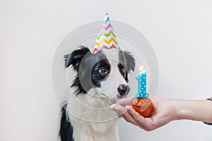 Funny portrait of cute smilling puppy dog border collie wearing birthday silly hat looking at cupcake holiday cake with number one