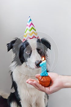 Funny portrait of cute smilling puppy dog border collie wearing birthday silly hat looking at cupcake holiday cake with number one