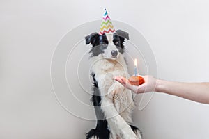 Funny portrait of cute smilling puppy dog border collie wearing birthday silly hat looking at cupcake holiday cake with one candle