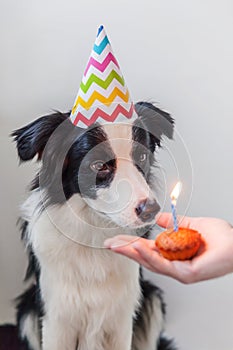 Funny portrait of cute smilling puppy dog border collie wearing birthday silly hat looking at cupcake holiday cake with one candle