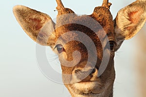 Funny portrait of deer buck