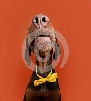 Funny portrait doberman dog close-up celebrating halloween, carnival or birthday, wearing a yellow bow-tie. Isolated on orange