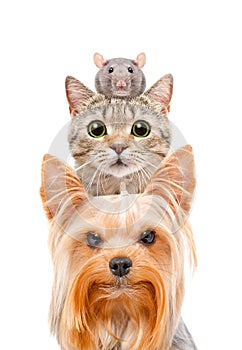 Funny portrait of a dog, a cat and a rat