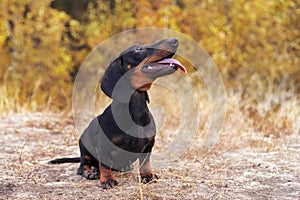 Funny portrait of a dog puppy breed dachshund black tan, in the green forest in the autumn park, looks up showing the language