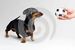 Funny portrait of a dog puppy breed dachshund black tan, looks at the soccer football ball in the hand of his master on gray b