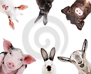 Funny portrait of a farm animals